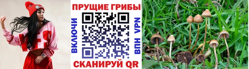Купить  Курлово  Галлюциногенные грибы ЛСД 